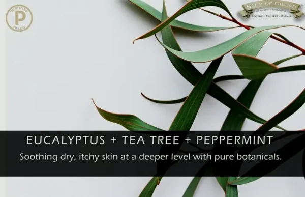 Tea Tree Oil Eucalyptus Infused Foot Cream